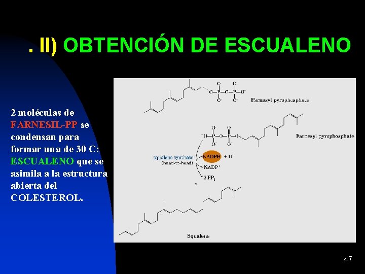 . II) OBTENCIÓN DE ESCUALENO 2 moléculas de FARNESIL-PP se condensan para formar una