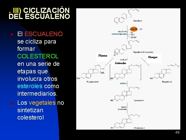 . III) CICLIZACIÓN DEL ESCUALENO n n El ESCUALENO se cicliza para formar COLESTEROL