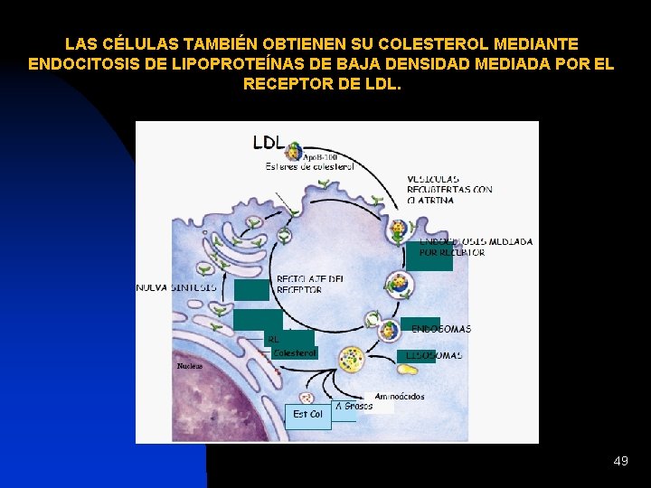 LAS CÉLULAS TAMBIÉN OBTIENEN SU COLESTEROL MEDIANTE ENDOCITOSIS DE LIPOPROTEÍNAS DE BAJA DENSIDAD MEDIADA