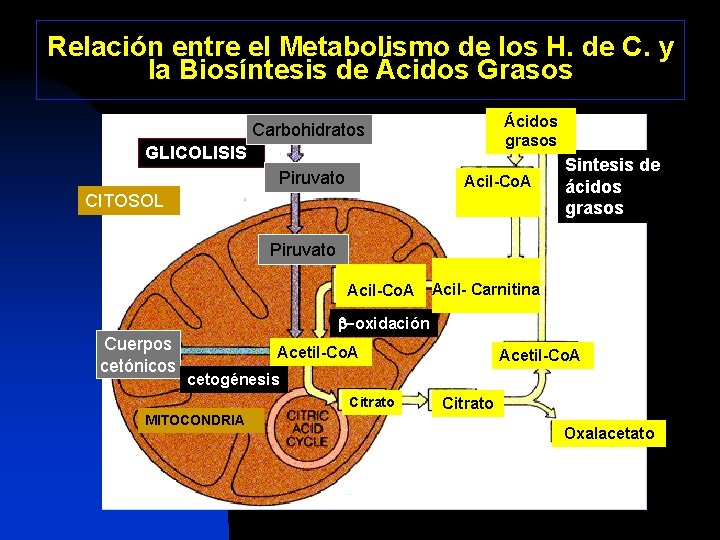 Relación entre el Metabolismo de los H. de C. y la Biosíntesis de Ácidos