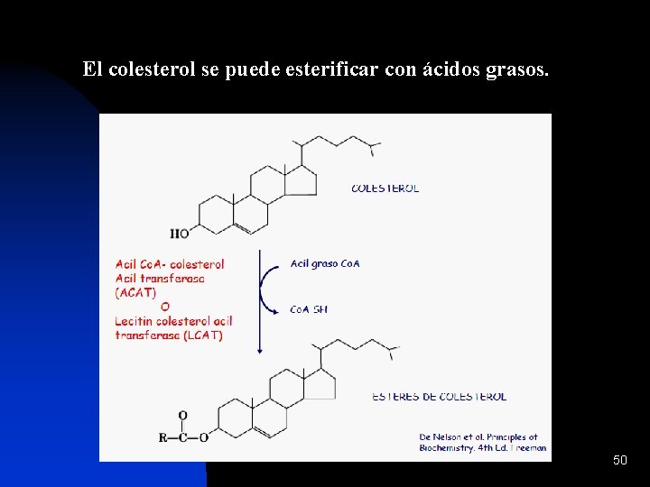 El colesterol se puede esterificar con ácidos grasos. 50 