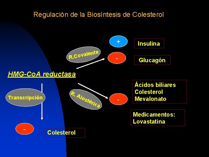 Regulación de la Biosíntesis de Colesterol alen v o C. R te + Insulina