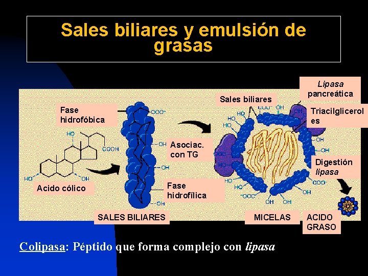 Sales biliares y emulsión de grasas Sales biliares Fase hidrofóbica Lipasa pancreática Triacilglicerol es