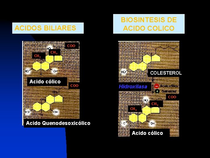 ACIDOS BILIARES BIOSINTESIS DE ACIDO COLICO COOCH 3 COLESTEROL Acido cólico COO- Hidroxilasa COOCH