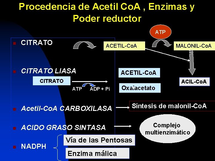 Procedencia de Acetil Co. A , Enzimas y Poder reductor ATP n CITRATO LIASA