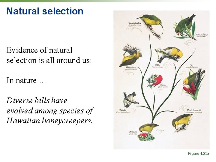 Natural selection Evidence of natural selection is all around us: In nature … Diverse