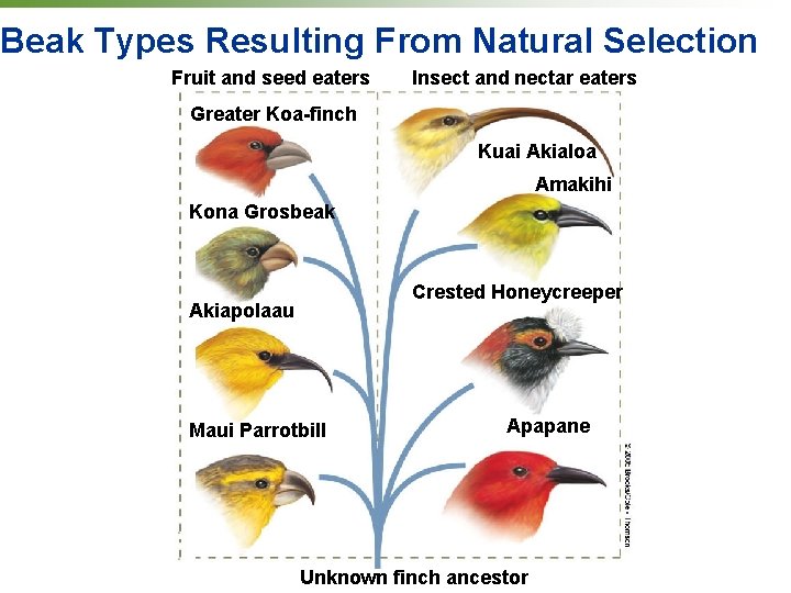 Beak Types Resulting From Natural Selection Fruit and seed eaters Insect and nectar eaters