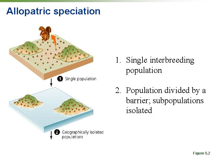 Allopatric speciation 1. Single interbreeding population 2. Population divided by a barrier; subpopulations isolated