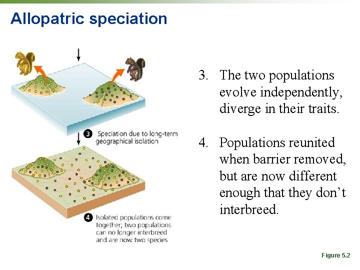 Allopatric speciation 3. The two populations evolve independently, diverge in their traits. 4. Populations
