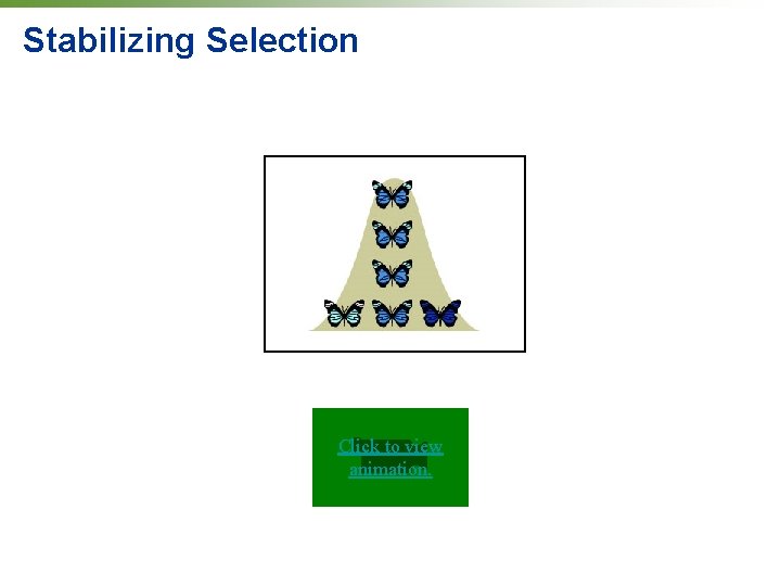 Stabilizing Selection Click to view animation. 