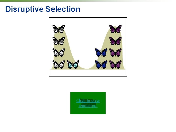 Disruptive Selection Click to view animation. 