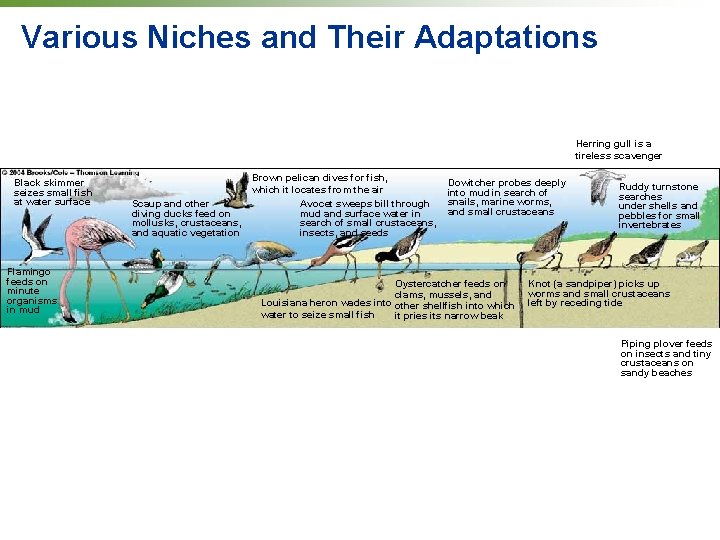 Various Niches and Their Adaptations Herring gull is a tireless scavenger Black skimmer seizes