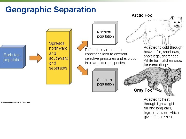 Geographic Separation Arctic Fox Northern population Early fox population Spreads northward and southward and