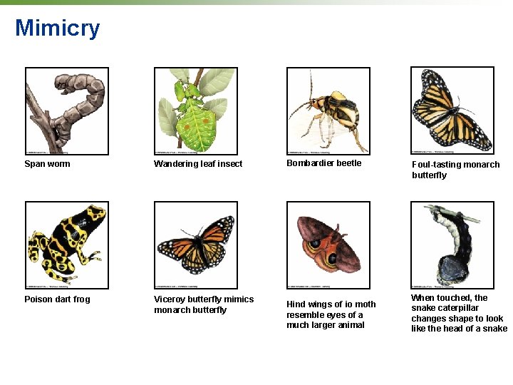 Mimicry Span worm Wandering leaf insect Poison dart frog Viceroy butterfly mimics monarch butterfly