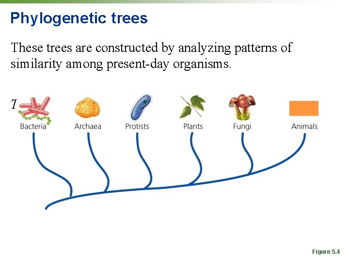 Phylogenetic trees These trees are constructed by analyzing patterns of similarity among present-day organisms.