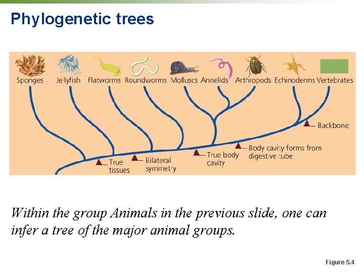 Phylogenetic trees Within the group Animals in the previous slide, one can infer a