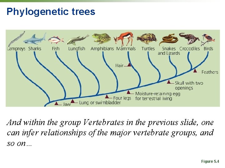 Phylogenetic trees And within the group Vertebrates in the previous slide, one can infer