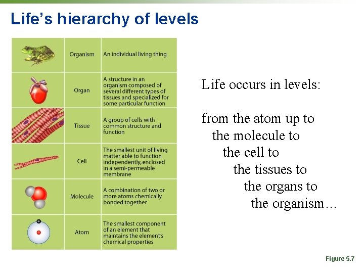 Life’s hierarchy of levels Life occurs in levels: from the atom up to the