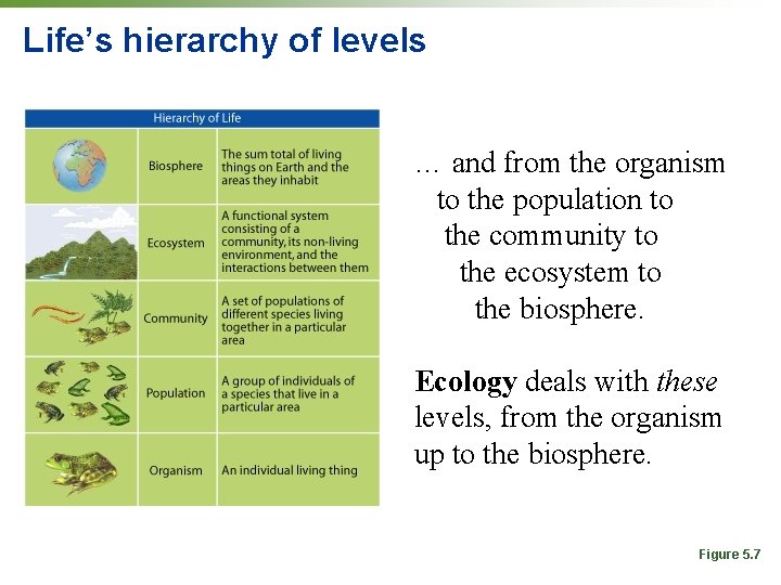 Life’s hierarchy of levels … and from the organism to the population to the