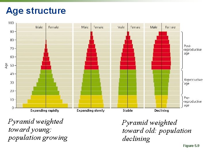 Age structure Pyramid weighted toward young: population growing Pyramid weighted toward old: population declining