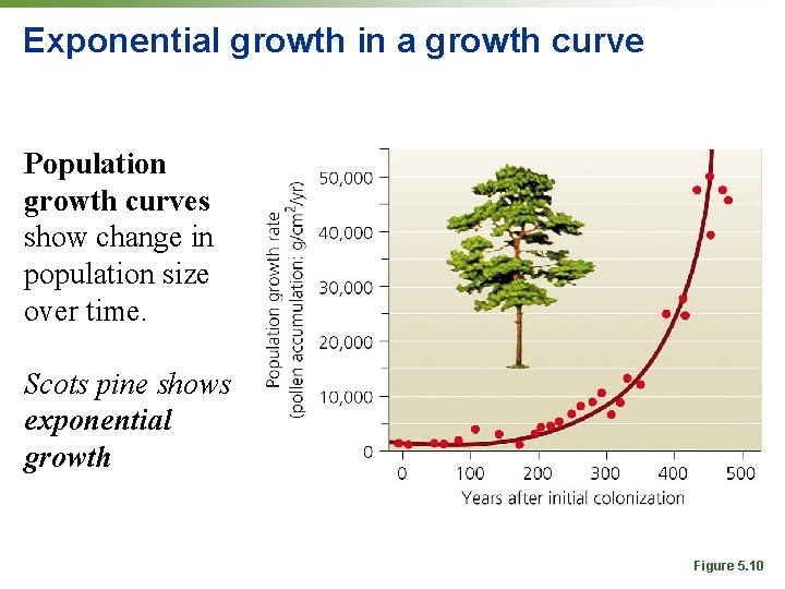 Exponential growth in a growth curve Population growth curves show change in population size