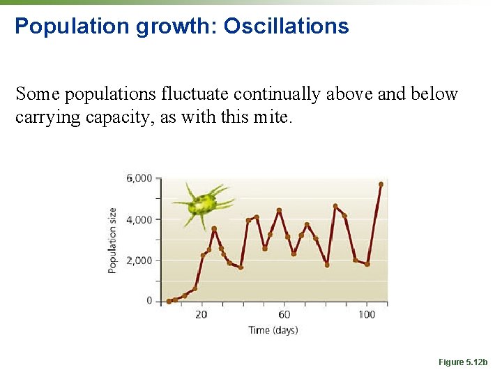 Population growth: Oscillations Some populations fluctuate continually above and below carrying capacity, as with