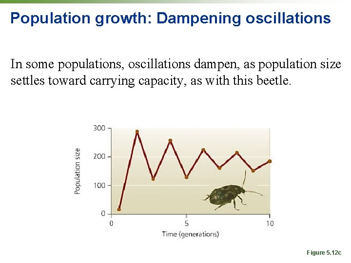 Population growth: Dampening oscillations In some populations, oscillations dampen, as population size settles toward