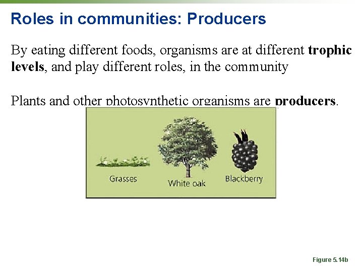 Roles in communities: Producers By eating different foods, organisms are at different trophic levels,