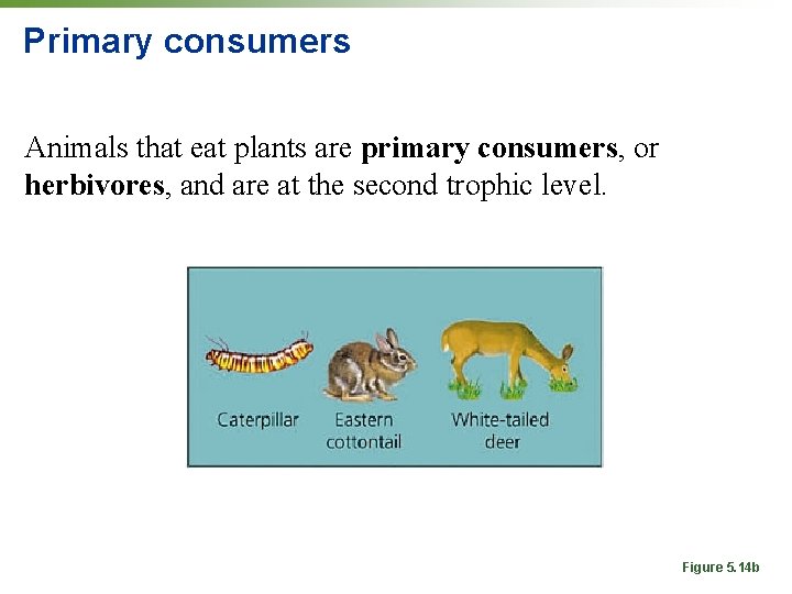 Primary consumers Animals that eat plants are primary consumers, or herbivores, and are at