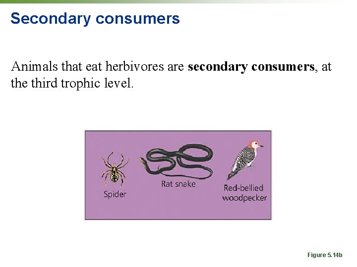 Secondary consumers Animals that eat herbivores are secondary consumers, at the third trophic level.