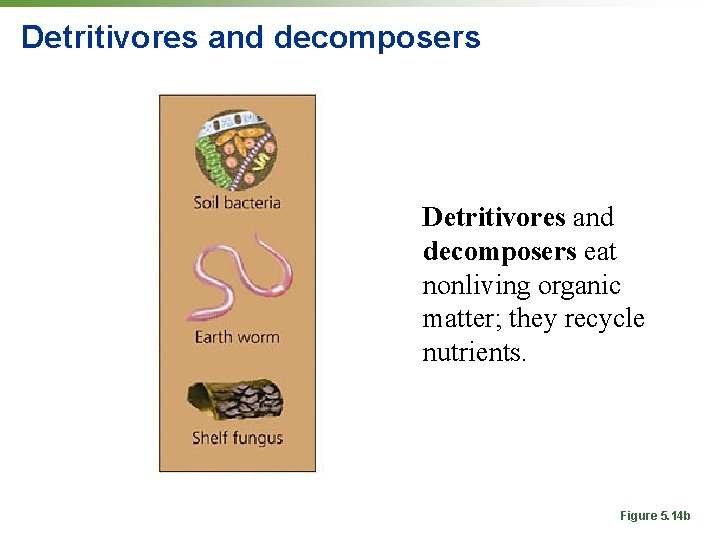 Detritivores and decomposers eat nonliving organic matter; they recycle nutrients. Figure 5. 14 b