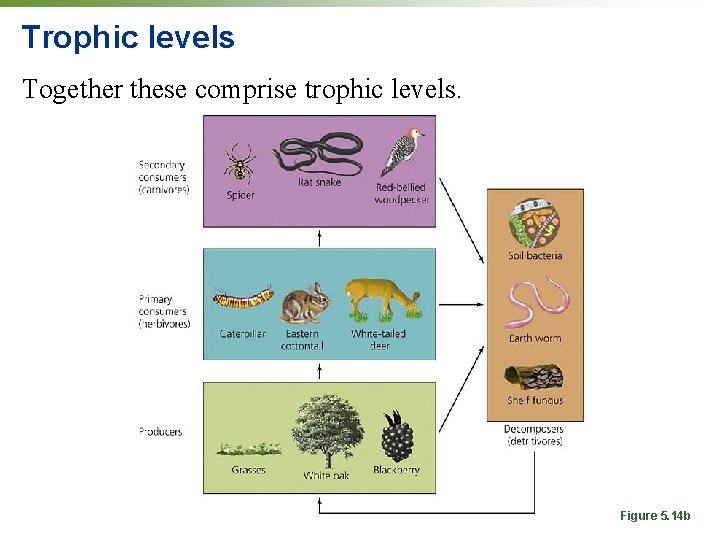 Trophic levels Together these comprise trophic levels. Figure 5. 14 b 