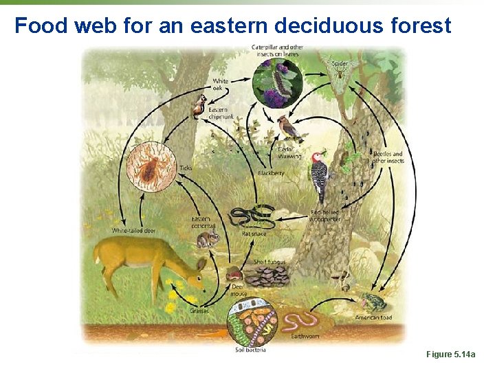 Food web for an eastern deciduous forest Figure 5. 14 a 