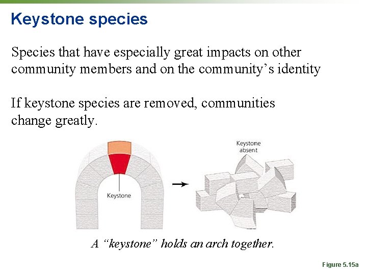 Keystone species Species that have especially great impacts on other community members and on
