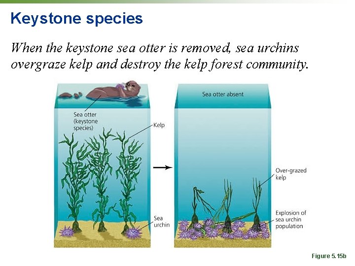 Keystone species When the keystone sea otter is removed, sea urchins overgraze kelp and