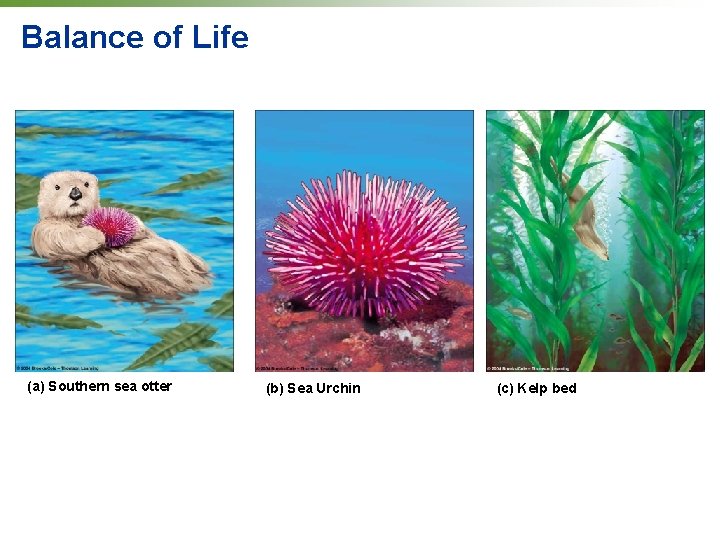 Balance of Life (a) Southern sea otter (b) Sea Urchin (c) Kelp bed 