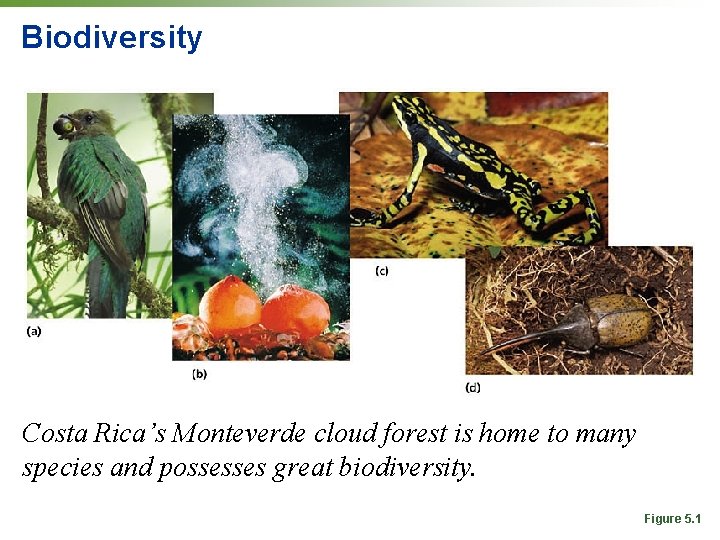 Biodiversity Costa Rica’s Monteverde cloud forest is home to many species and possesses great