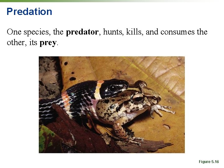 Predation One species, the predator, hunts, kills, and consumes the other, its prey. Figure