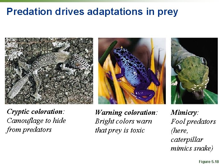 Predation drives adaptations in prey Cryptic coloration: Camouflage to hide from predators Warning coloration: