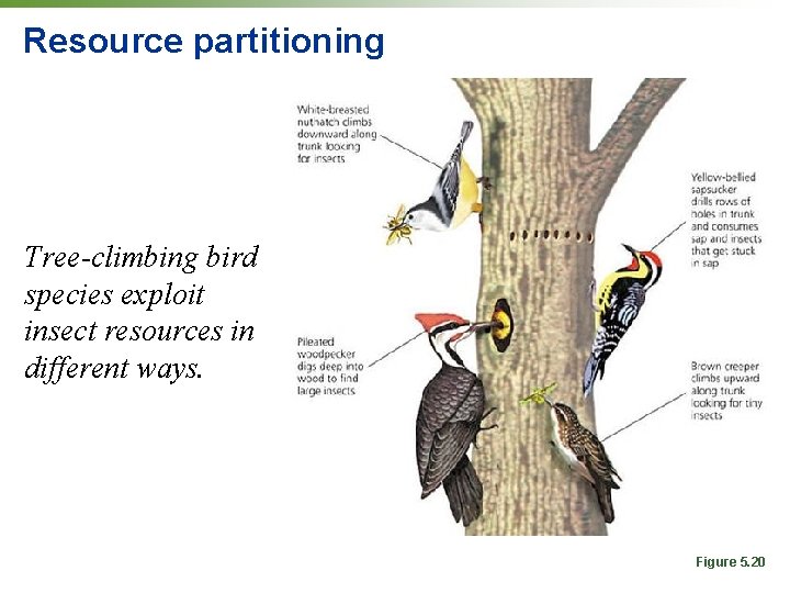 Resource partitioning Tree-climbing bird species exploit insect resources in different ways. Figure 5. 20