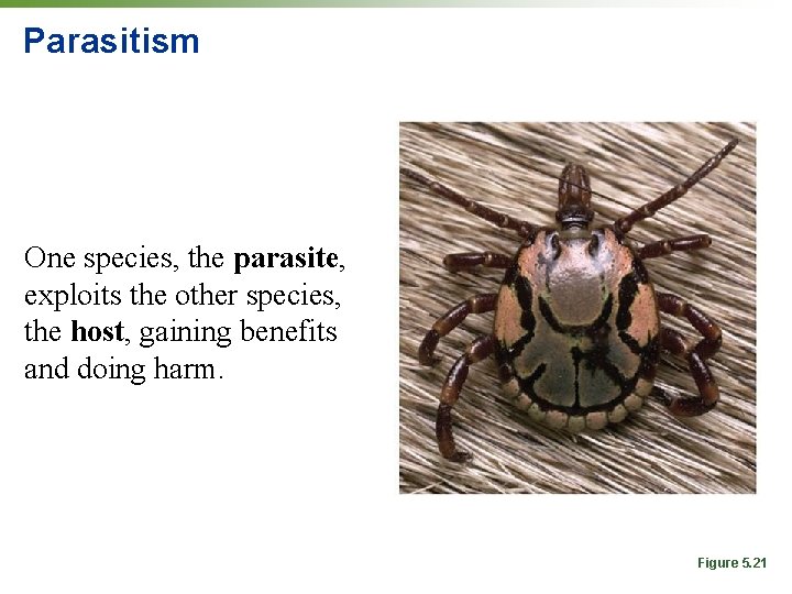 Parasitism One species, the parasite, exploits the other species, the host, gaining benefits and