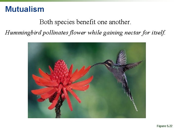 Mutualism Both species benefit one another. Hummingbird pollinates flower while gaining nectar for itself.