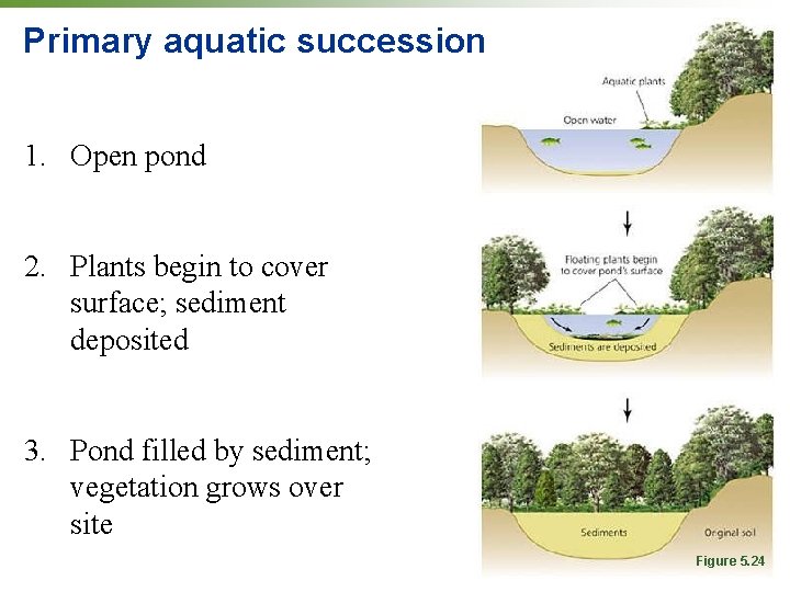 Primary aquatic succession 1. Open pond 2. Plants begin to cover surface; sediment deposited