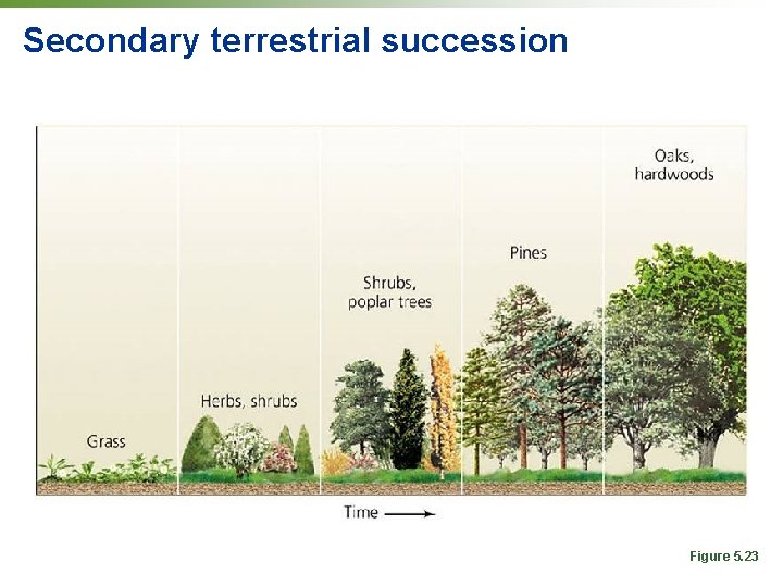 Secondary terrestrial succession Figure 5. 23 
