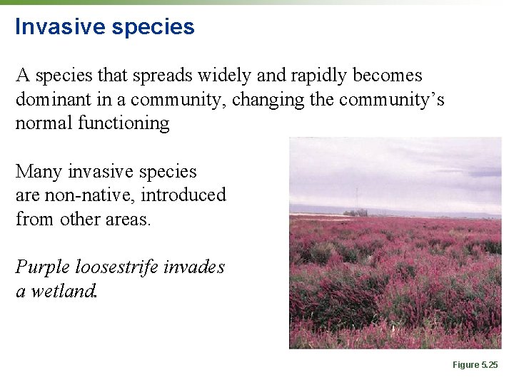 Invasive species A species that spreads widely and rapidly becomes dominant in a community,