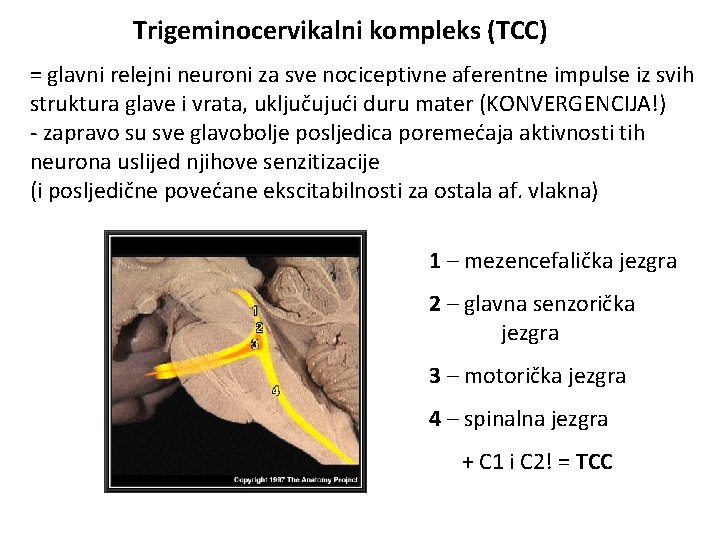 Trigeminocervikalni kompleks (TCC) = glavni relejni neuroni za sve nociceptivne aferentne impulse iz svih