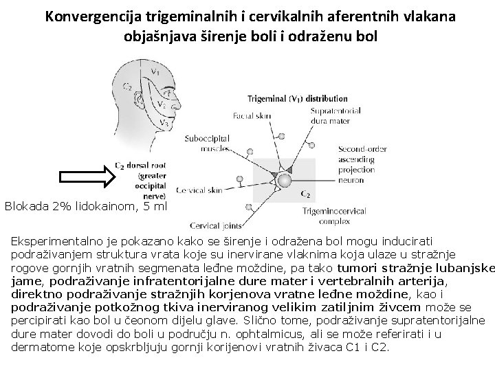 Konvergencija trigeminalnih i cervikalnih aferentnih vlakana objašnjava širenje boli i odraženu bol Blokada 2%