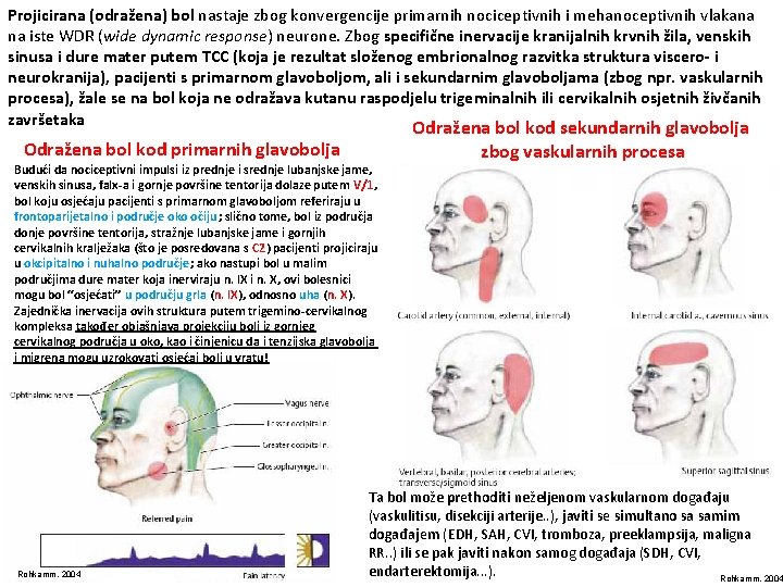 Projicirana (odražena) bol nastaje zbog konvergencije primarnih nociceptivnih i mehanoceptivnih vlakana na iste WDR