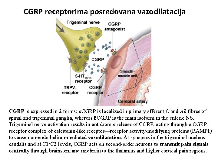 CGRP receptorima posredovana vazodilatacija CGRP is expressed in 2 forms: αCGRP is localized in