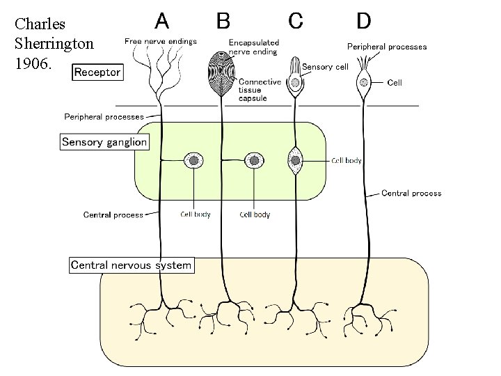 Charles Sherrington 1906. 